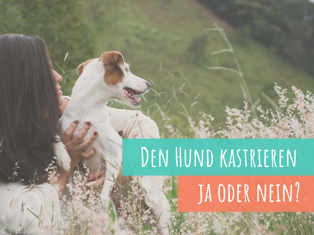 den-hund-kastrieren-lassen