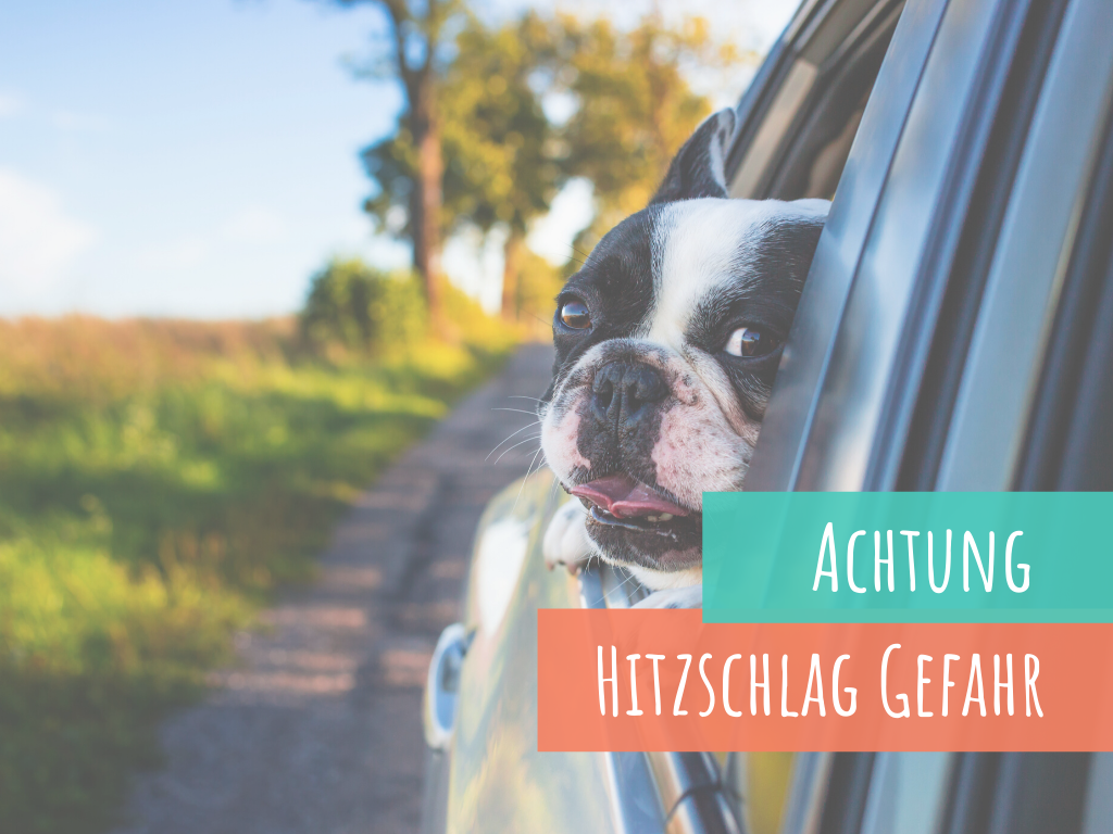 der-Hitzschlag-beim-Hund