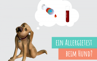 der-allergietest-beim-hund