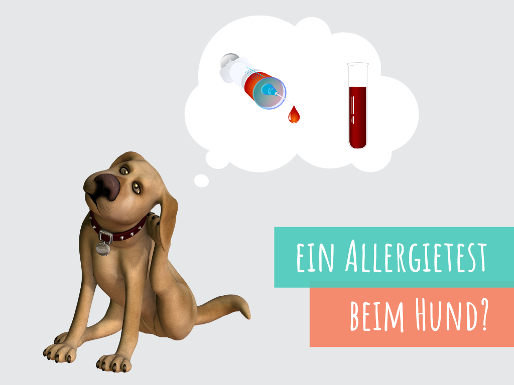 der-allergietest-beim-hund