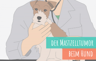 der-mastzelltumor-hauttumor-beim-hund