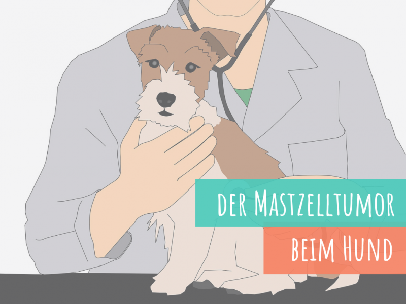 Mastzelltumor Hund Grad 1 Lebenserwartung www.vet-dogs.de