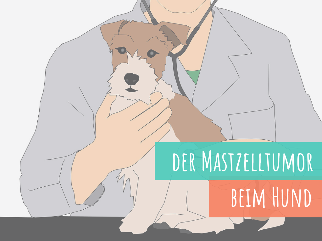 der-mastzelltumor-hauttumor-beim-hund