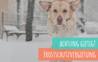 die-Frostschutzvergiftung-des-hundes