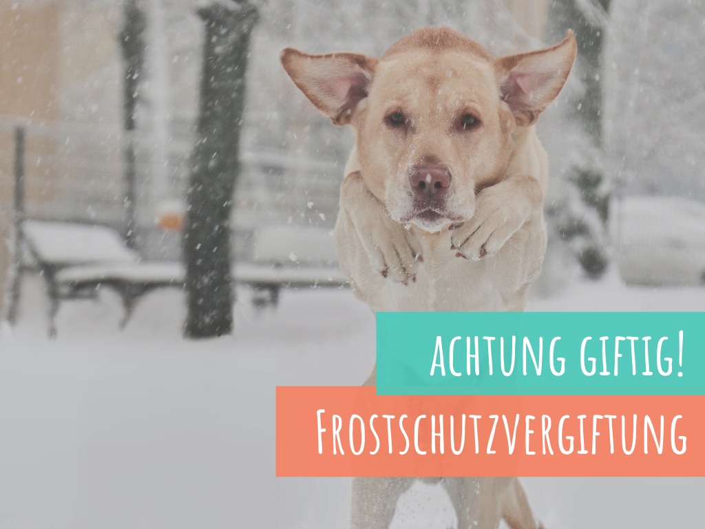 die-Frostschutzvergiftung-des-hundes