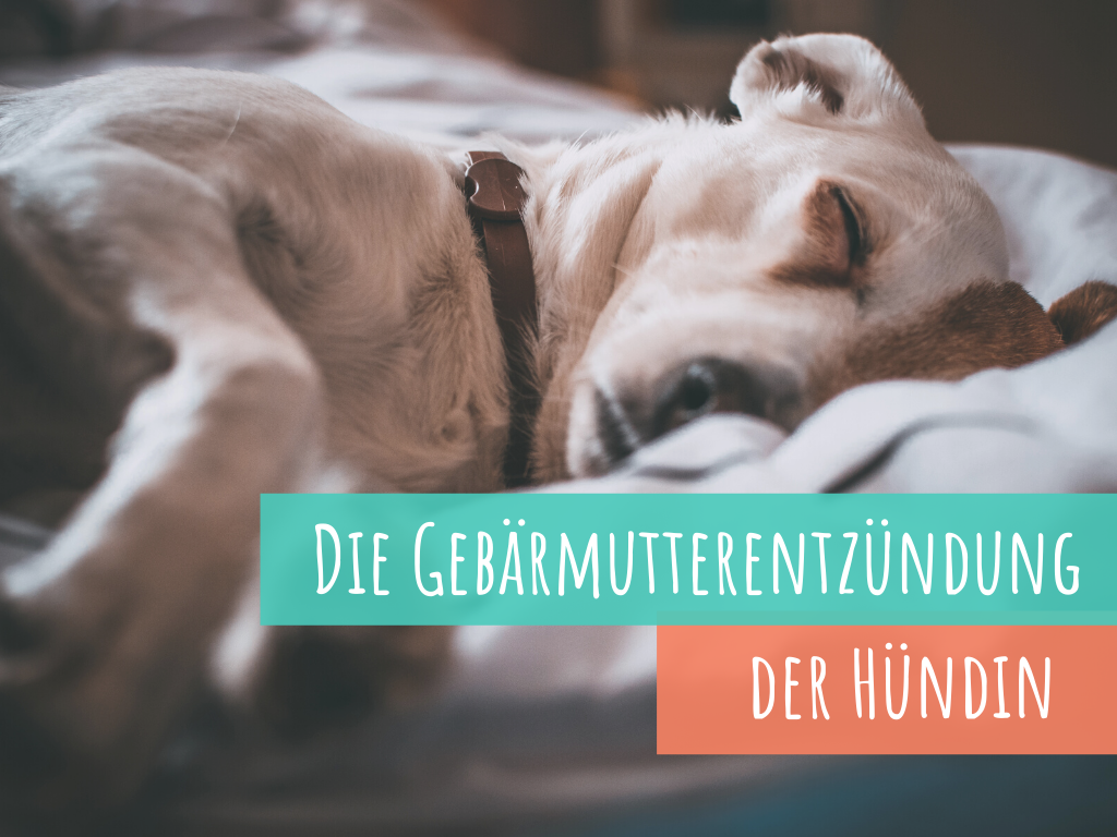 die-gebärmutterentzündung-pyometra-beim-hund