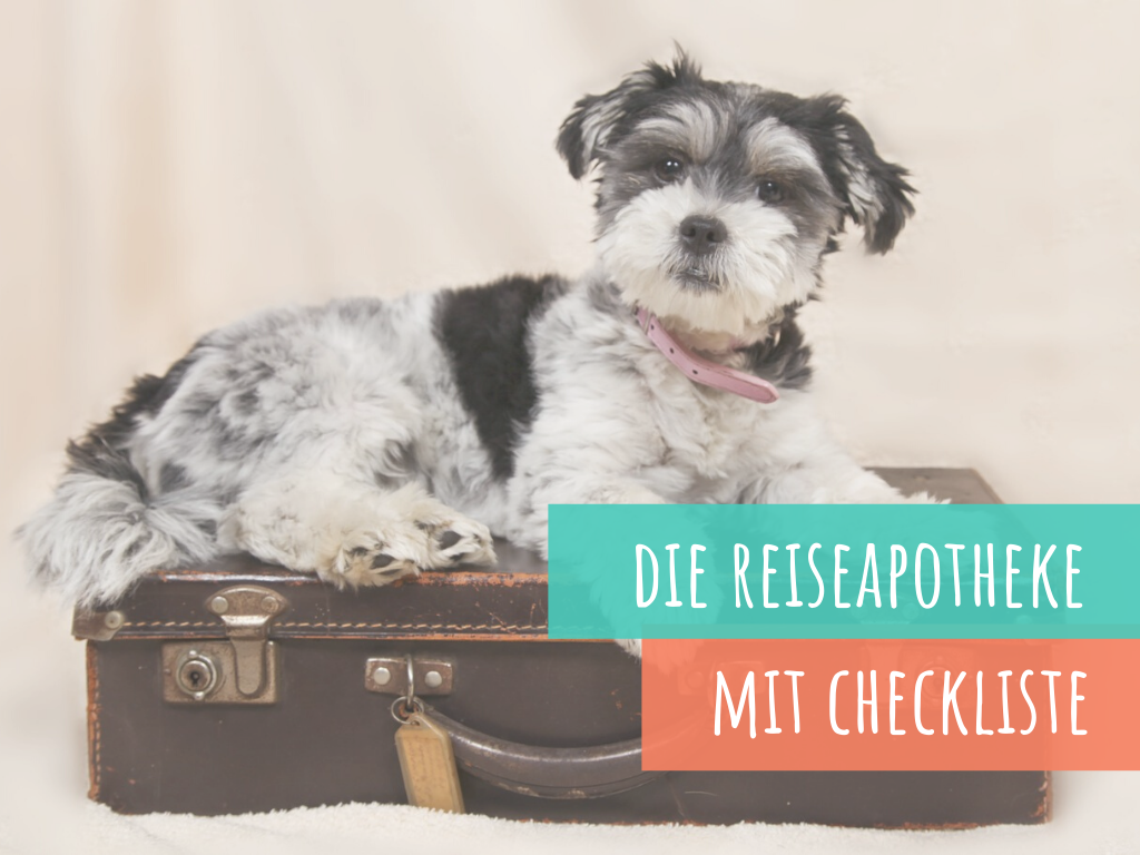 die-reiseapotheke-für-den-hund-inklusive-checkliste
