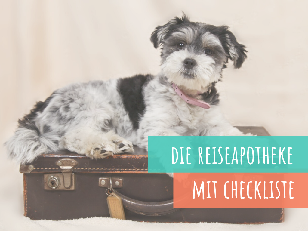 die-reiseapotheke-für-den-hund-inklusive-checkliste