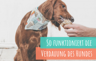 die-verdauung-des-hundes