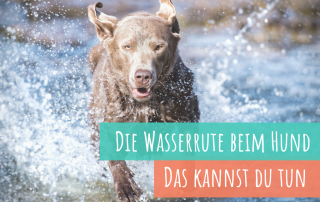 die-wasserrute-das-hilft