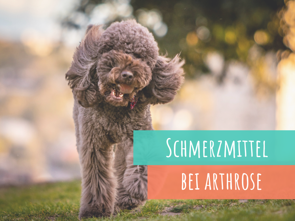 Schmerzmittel Hund bei Arthrose Gelenkproblemen - Vet-Dogs