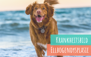 ellbogendysplasie-ed-beim-hund