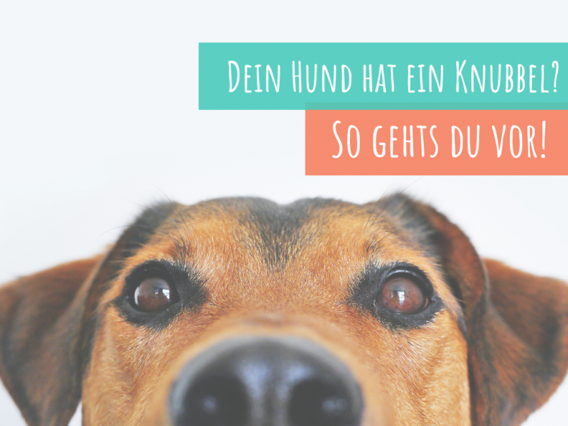 Dein Hund hat einen Knubbel, einen Knoten? Alles über Hauttumore erfährst du hier! VetDogs