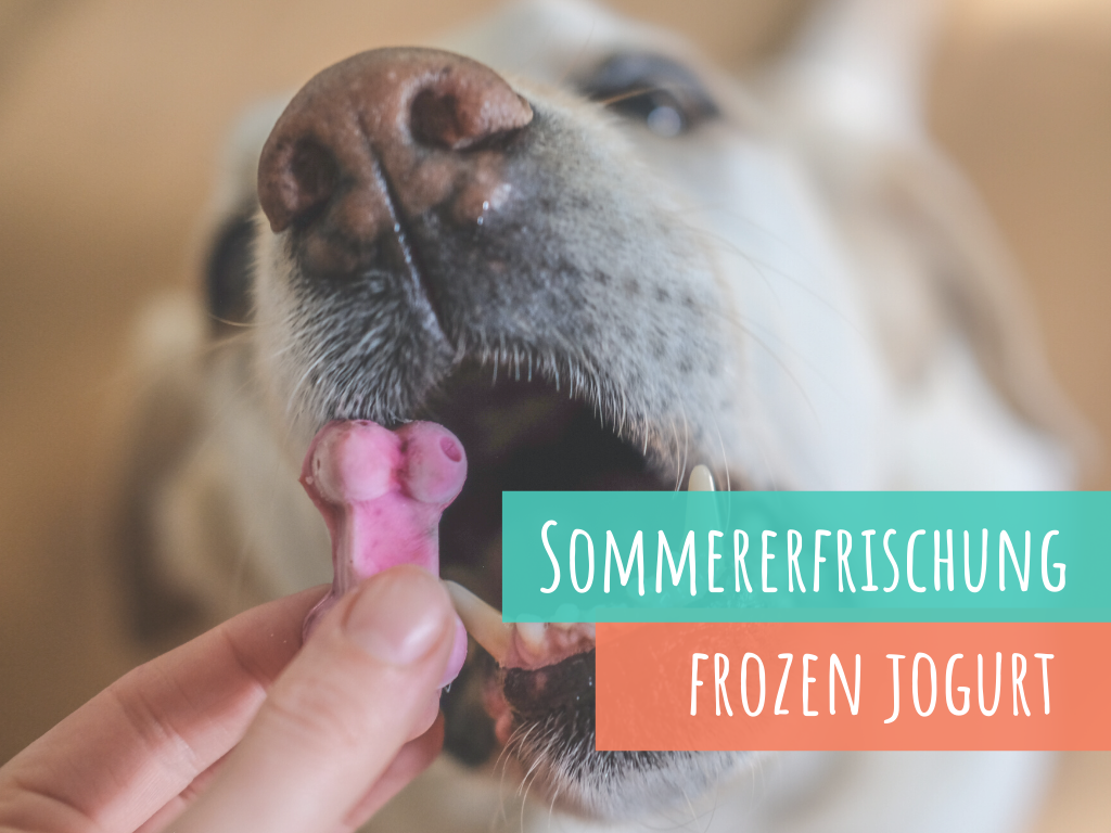 hundeeis-frozen-jogurt-für-den-hund