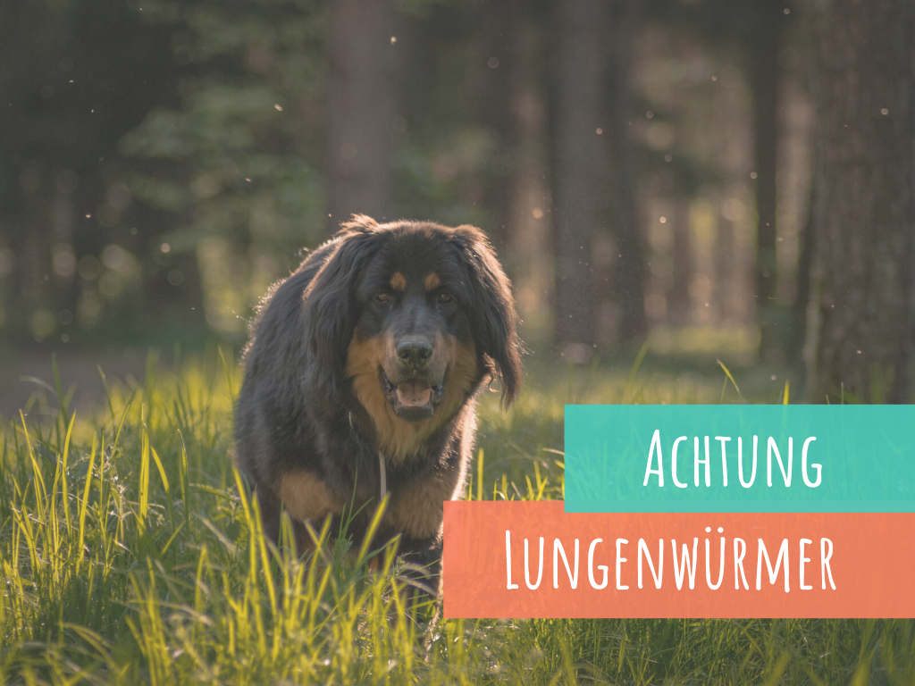 lungenwürmer-beim-hund-grasfressen