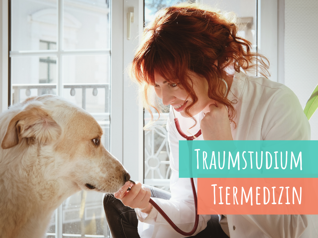 Du möchtest Tiermedizin studieren, weißt aber nicht wie? Mein Weg zum