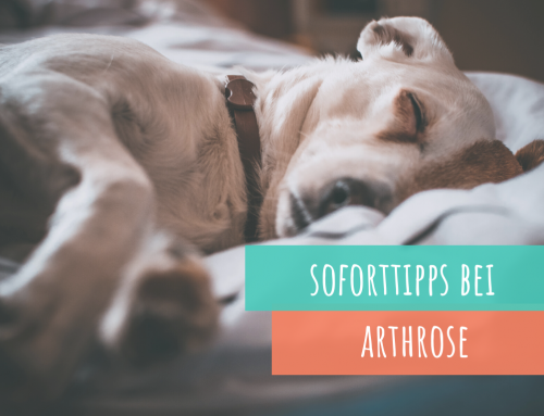 Dein Hund leidet unter Arthroseschmerzen? Meine 5 besten Soforttipps!