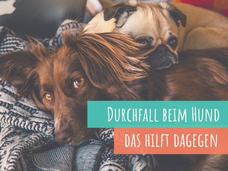 Hilfe, mein Hund hat Durchfall VetDogs