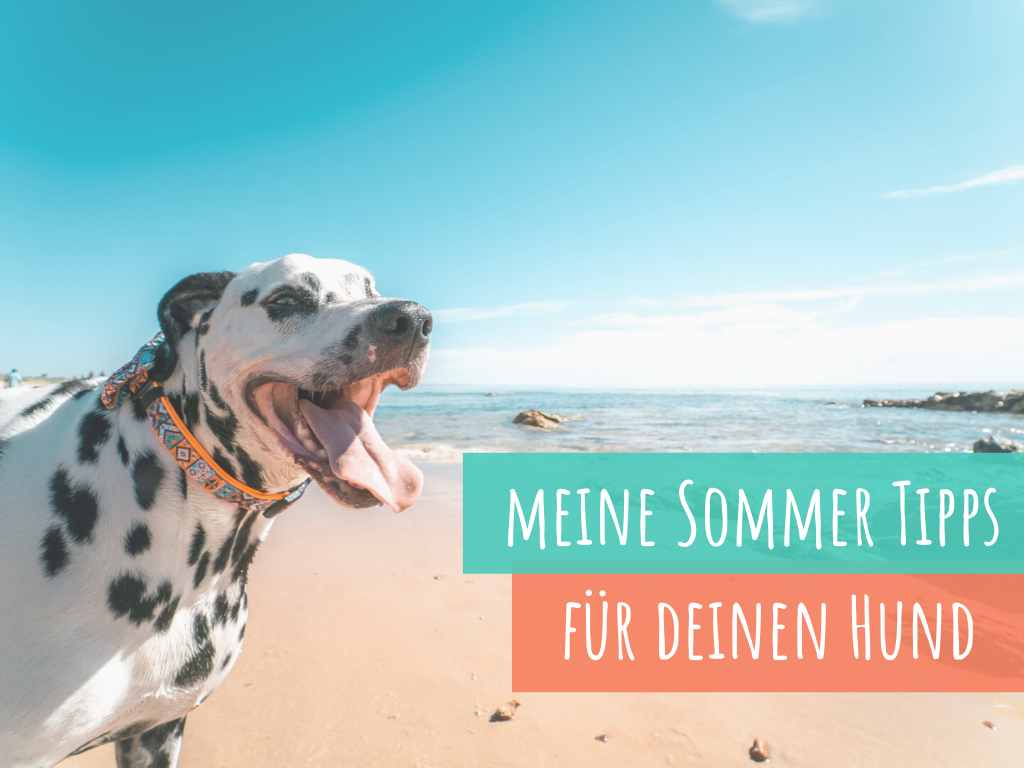 sommertipps-für-den-hund