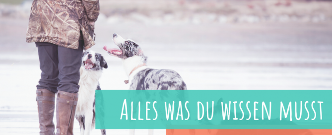 staupe-beim-hund