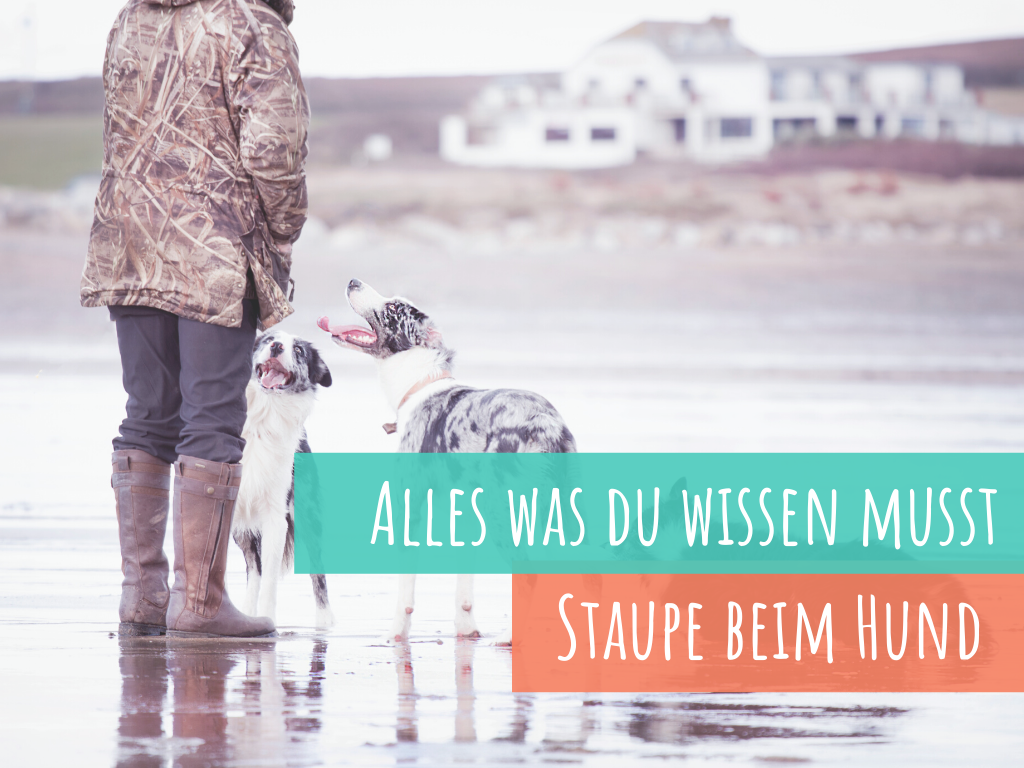 staupe-beim-hund