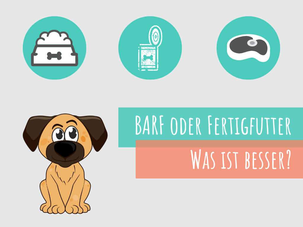 was-ist-besser-fertigfutter-oder-barf