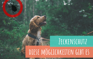 zeckenschutz-beim-hund-das-hilft-wirklich