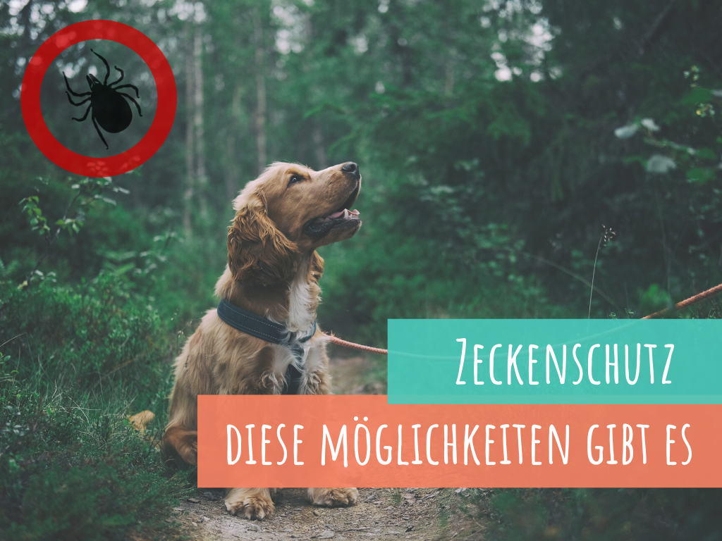 zeckenschutz-beim-hund-das-hilft-wirklich