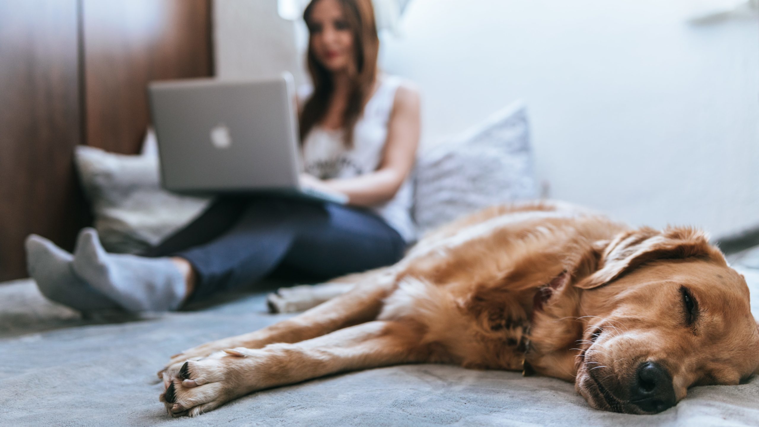 Vet-Dogs-Webinare-und-Onlinekurse-Hunde-Gesundheit-Ernährung