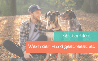 So-hilfst-du-deinem-Hund-beim-stress