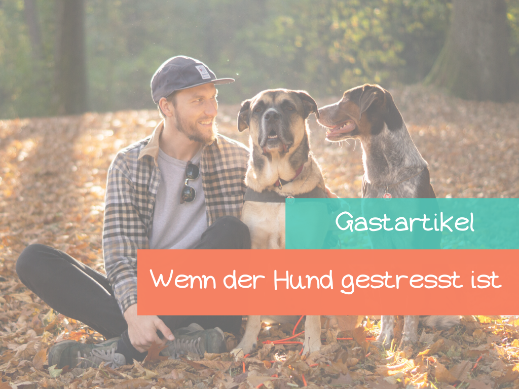 So-hilfst-du-deinem-Hund-beim-stress