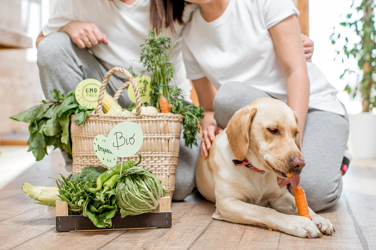 Hund mit gesunder Ernährung