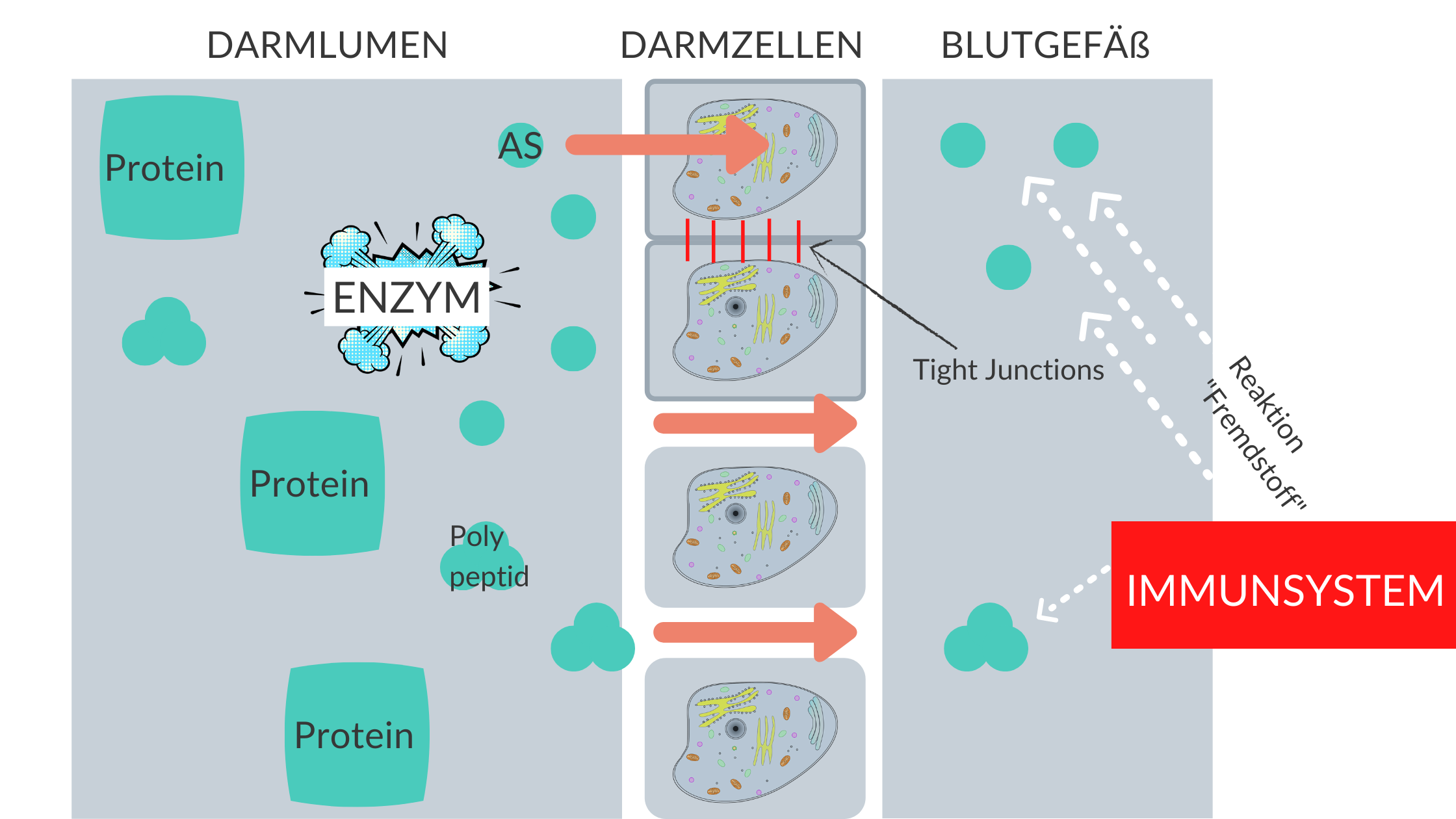 Das-Darm-eigene-Immunsystem