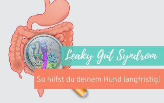 leaky-Gut-Syndrom-löchriger-darm-Hund.