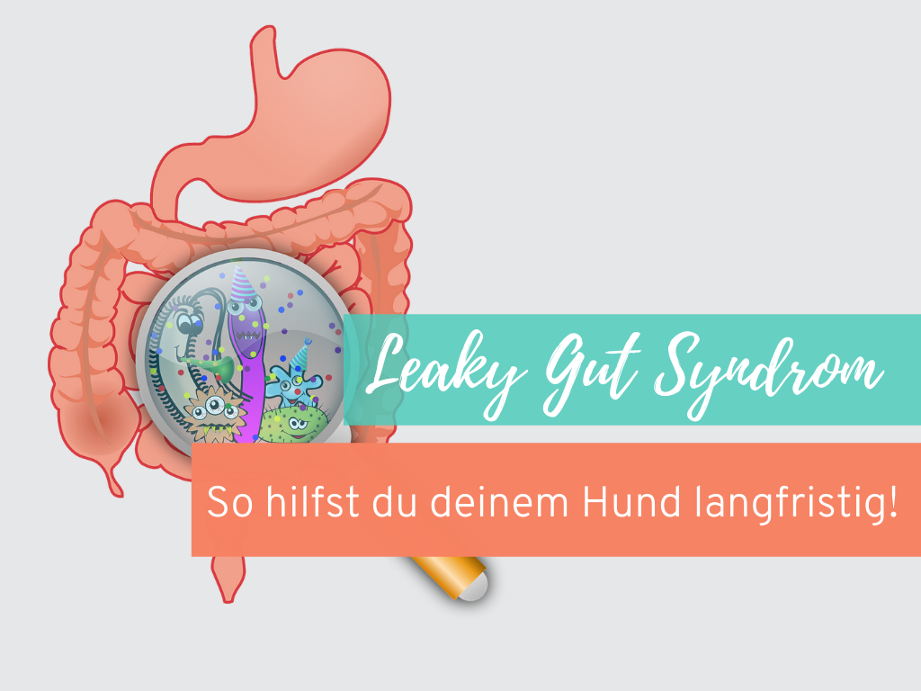 leaky-Gut-Syndrom-löchriger-darm-Hund.