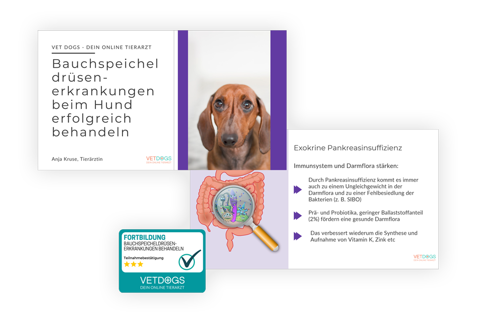Praesentation_Bauchspeicheldruese_Hund-1 Onlinekurse & Fortbildungen im Hundeberuf