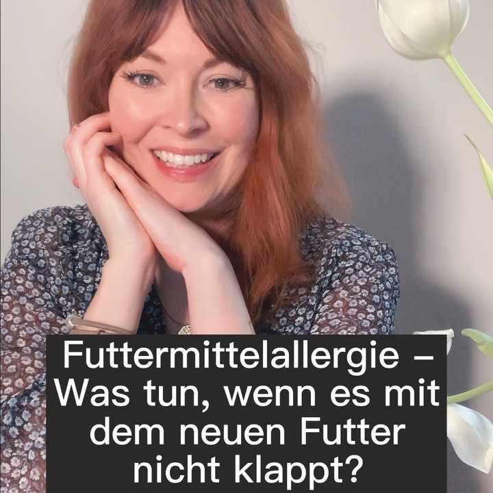 Der Mastzelltumor beim Hund So hilfst du deinem Hund VetDogs