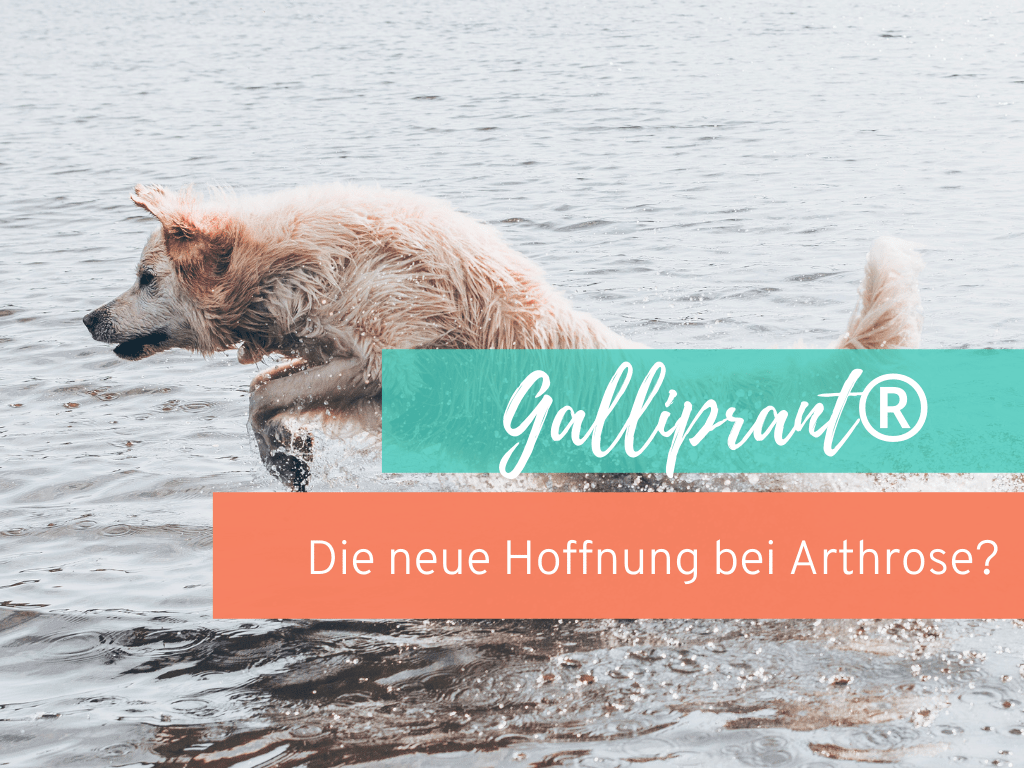 Galliprant®-Arthrose-Hund