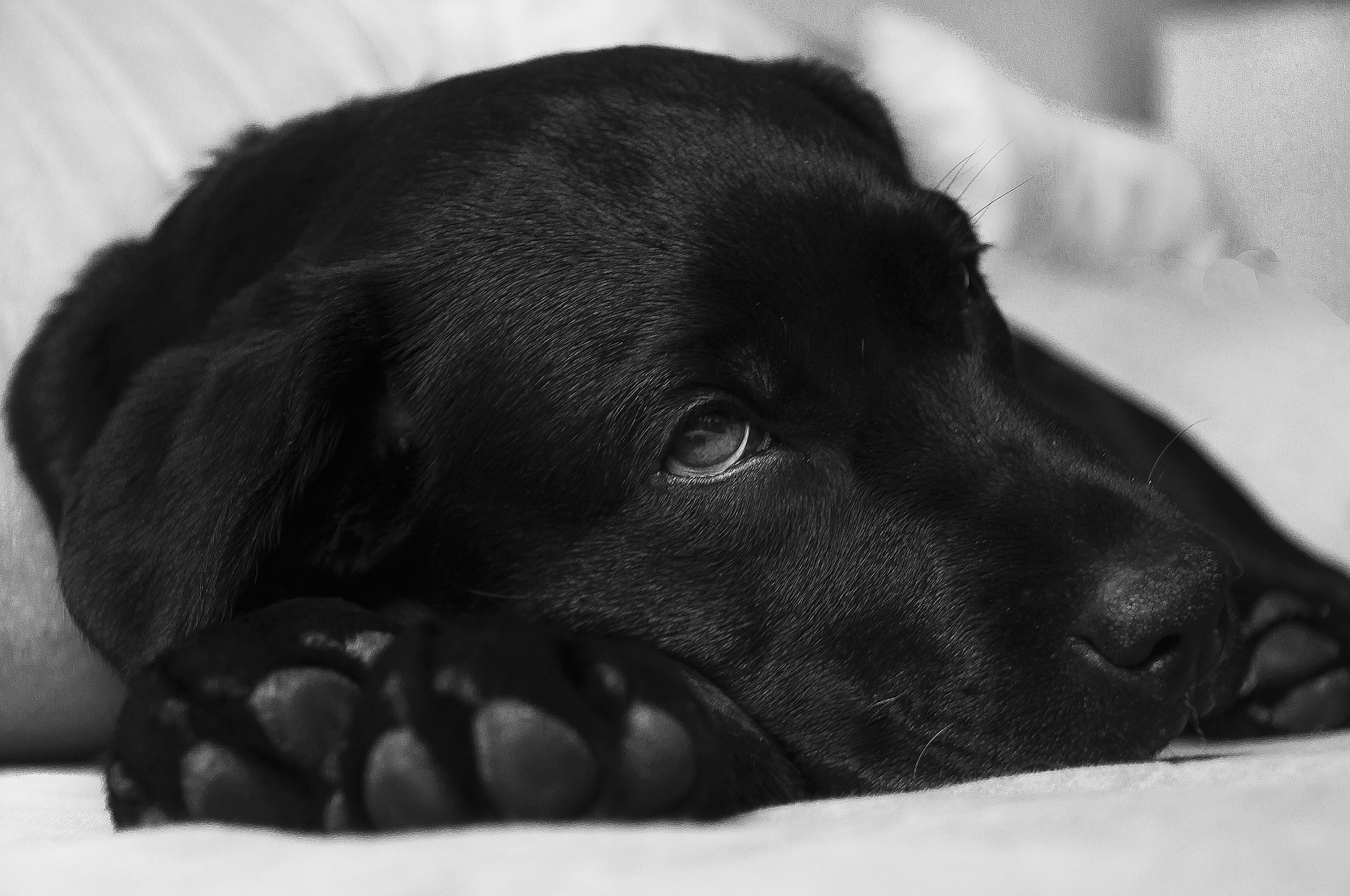 Erbrechen-beim-Hund-behandeln