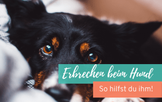 erste-Hilfe-Erbrechen-Hund