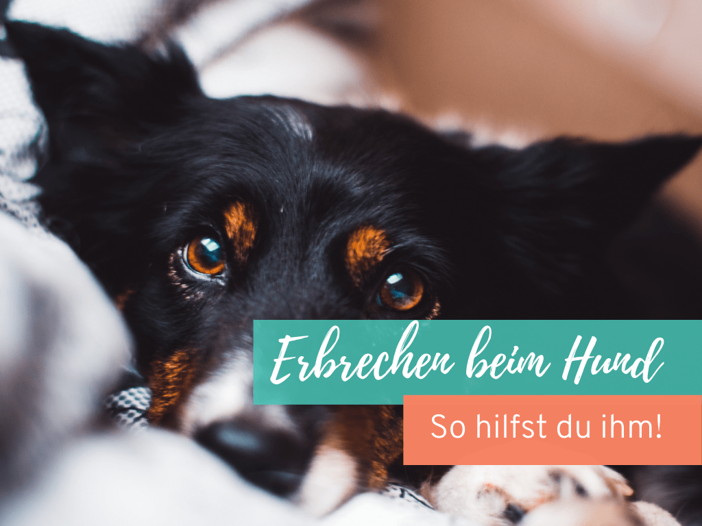 erste-Hilfe-Erbrechen-Hund