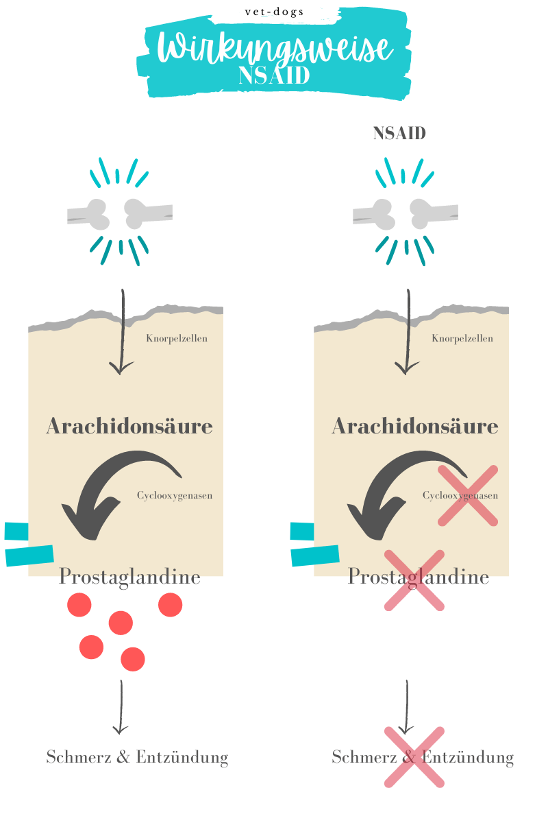 Wirkungsweise-der-NSAID-Schmerzmittel-Arthrose-Hund