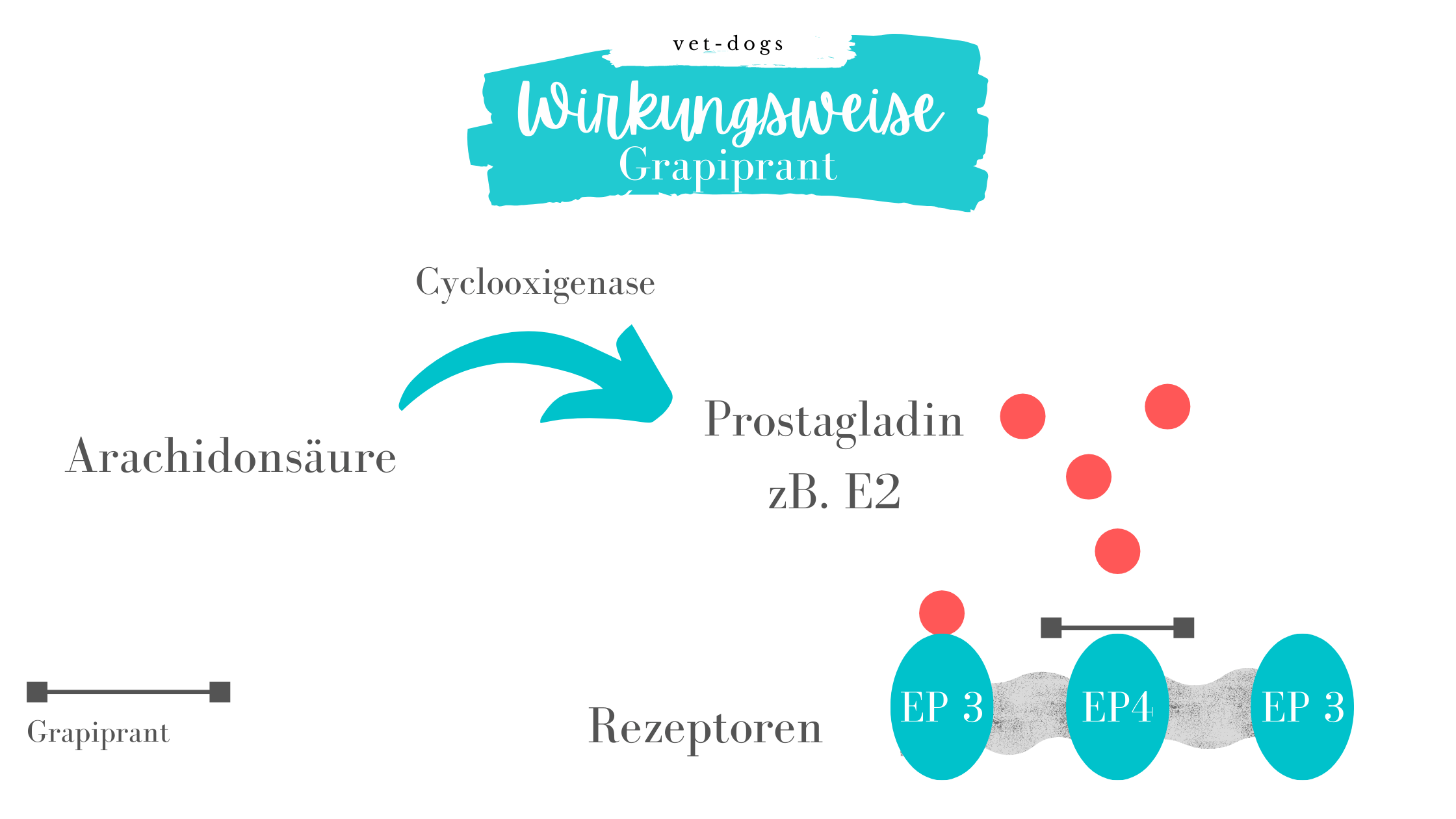 Wirkungsweise-Galliprant-Grapiprant-Schmerzmittel-Hund