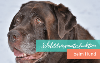 Die-Schilddrüsenunterfunktion-beim-Hund