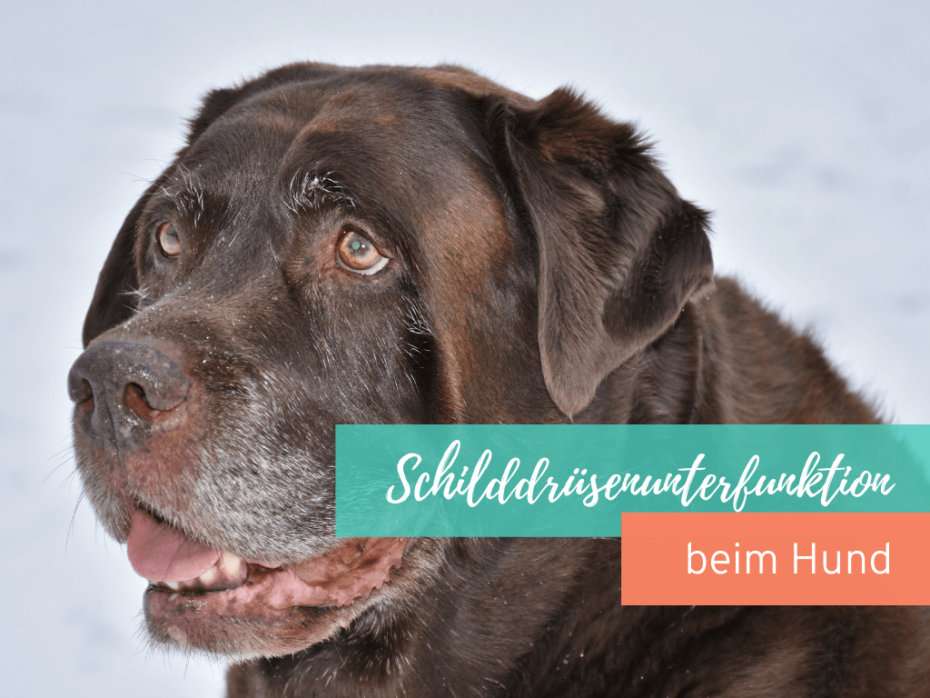 Die-Schilddrüsenunterfunktion-beim-Hund