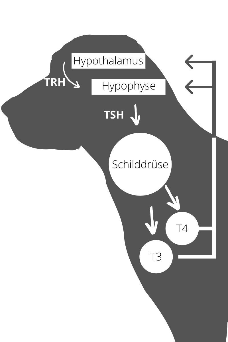 skrige pølse koncert Die Schilddrüse & Schilddrüsenunterfunktion beim Hund (Hypothyreose) -  Vet-Dogs