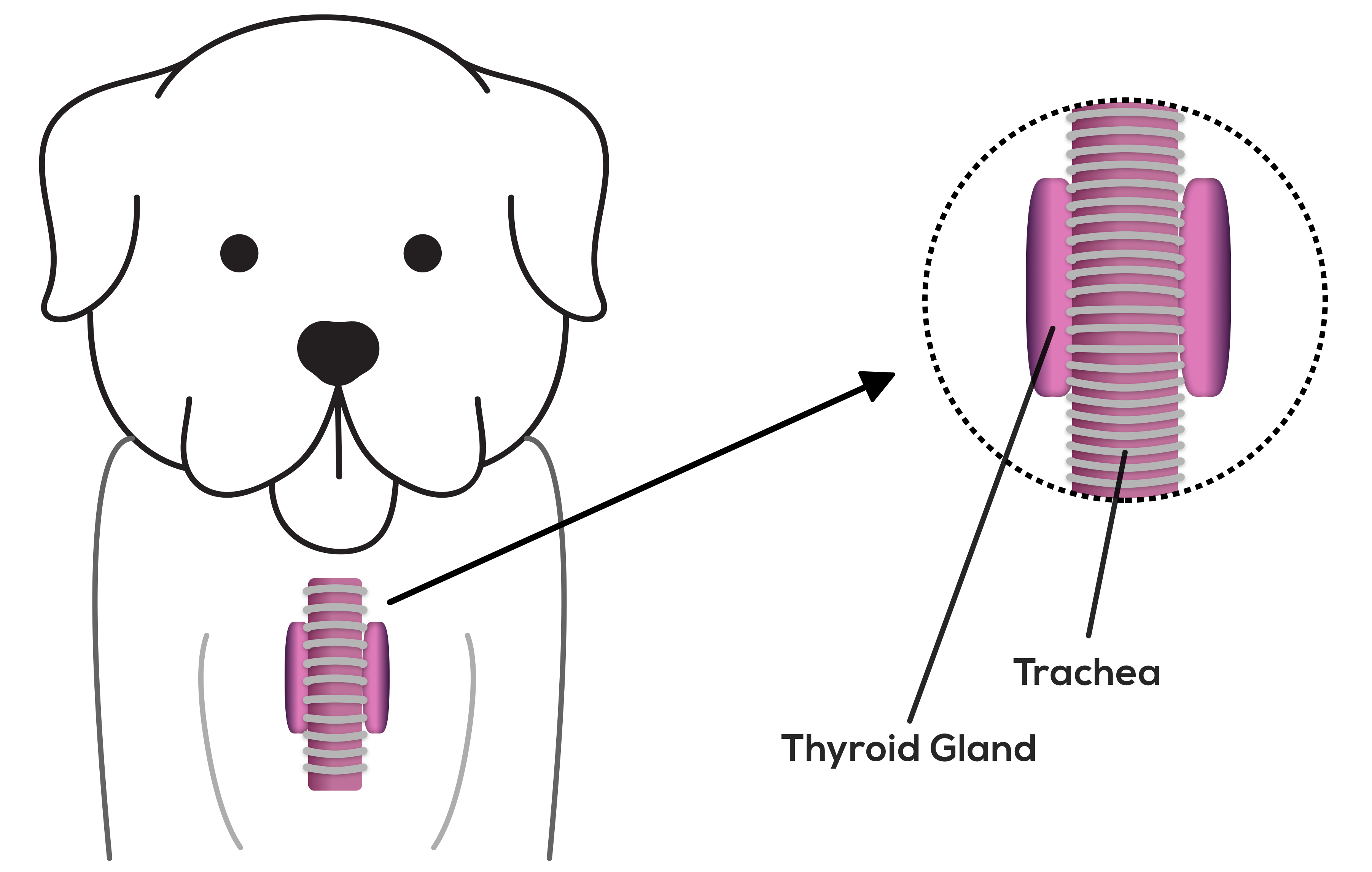 Speiseröhre Trachea und Thyroid Gland Hund
