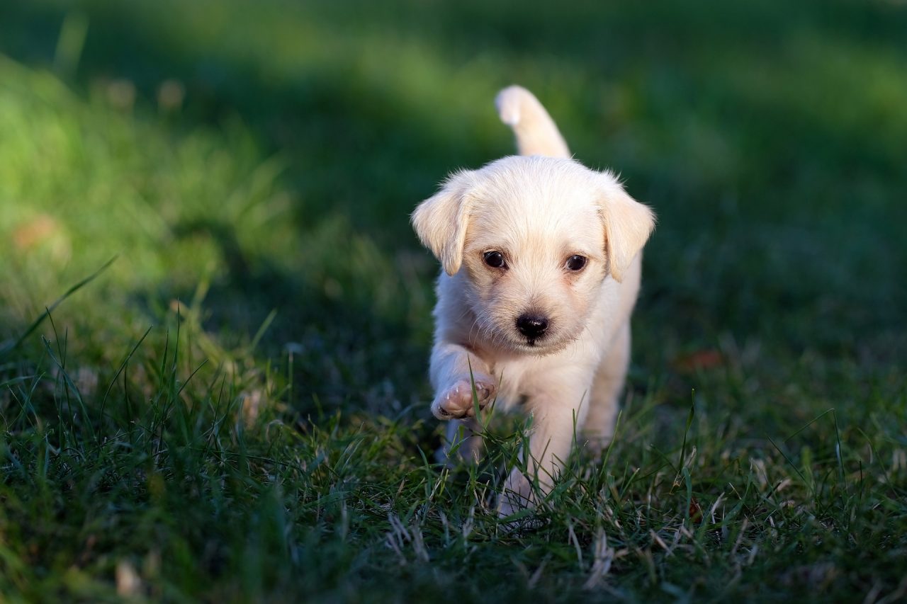 dog-g57925f69a_1920