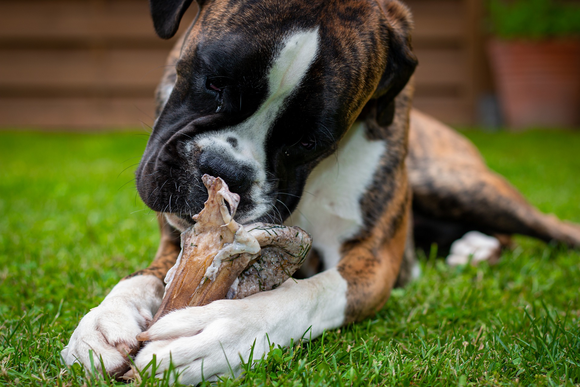 dog-gc29cfc99b_1920