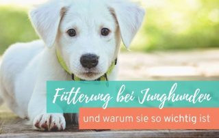 Fütterung bei Junghunden und Welpen